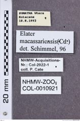 Etikette zu Leptinostethus macassariensis (NHMW-ZOO-COL-0010921)